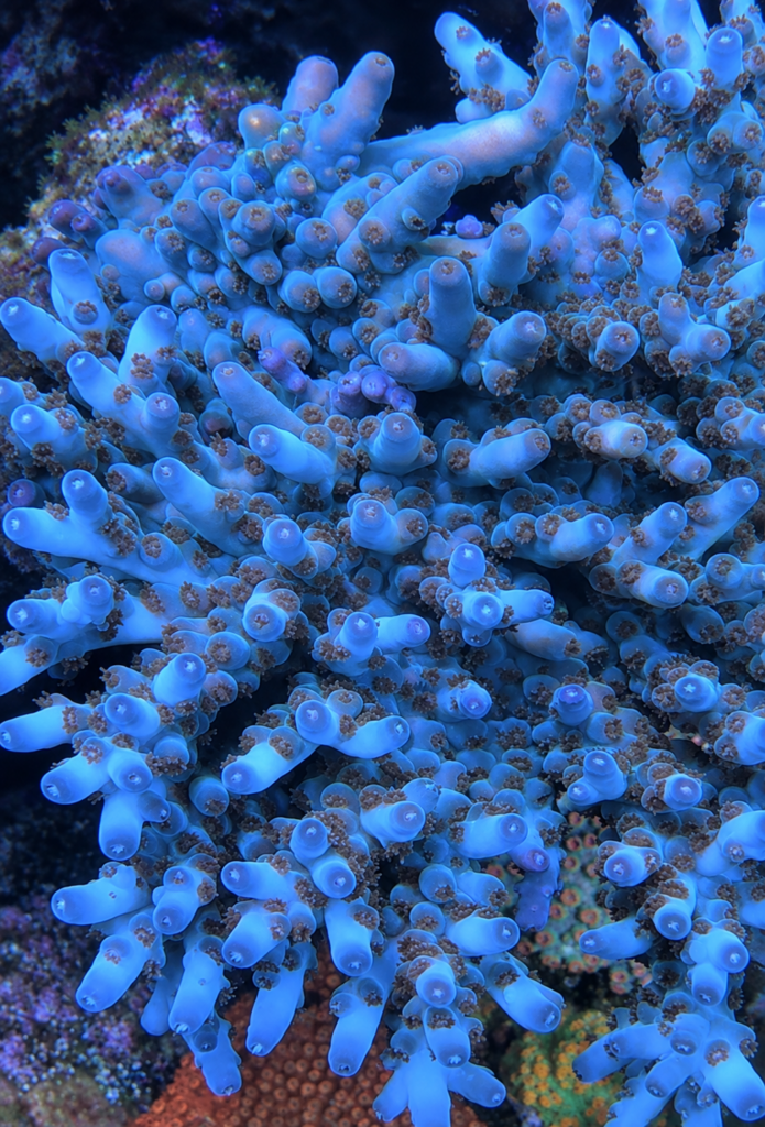 BC Skinny Love Acropora mother colony-Coralwiz