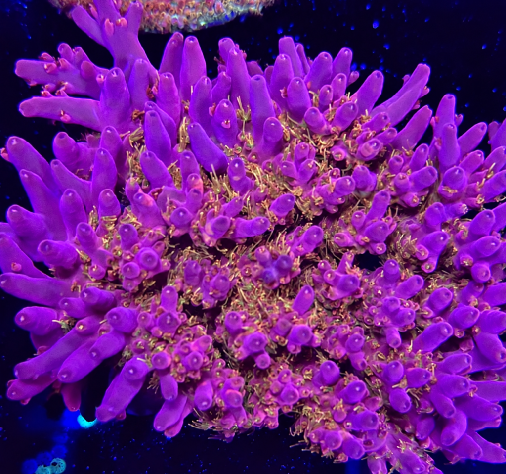 CW Golden Treasure Acropora mother colony – CoralWiz