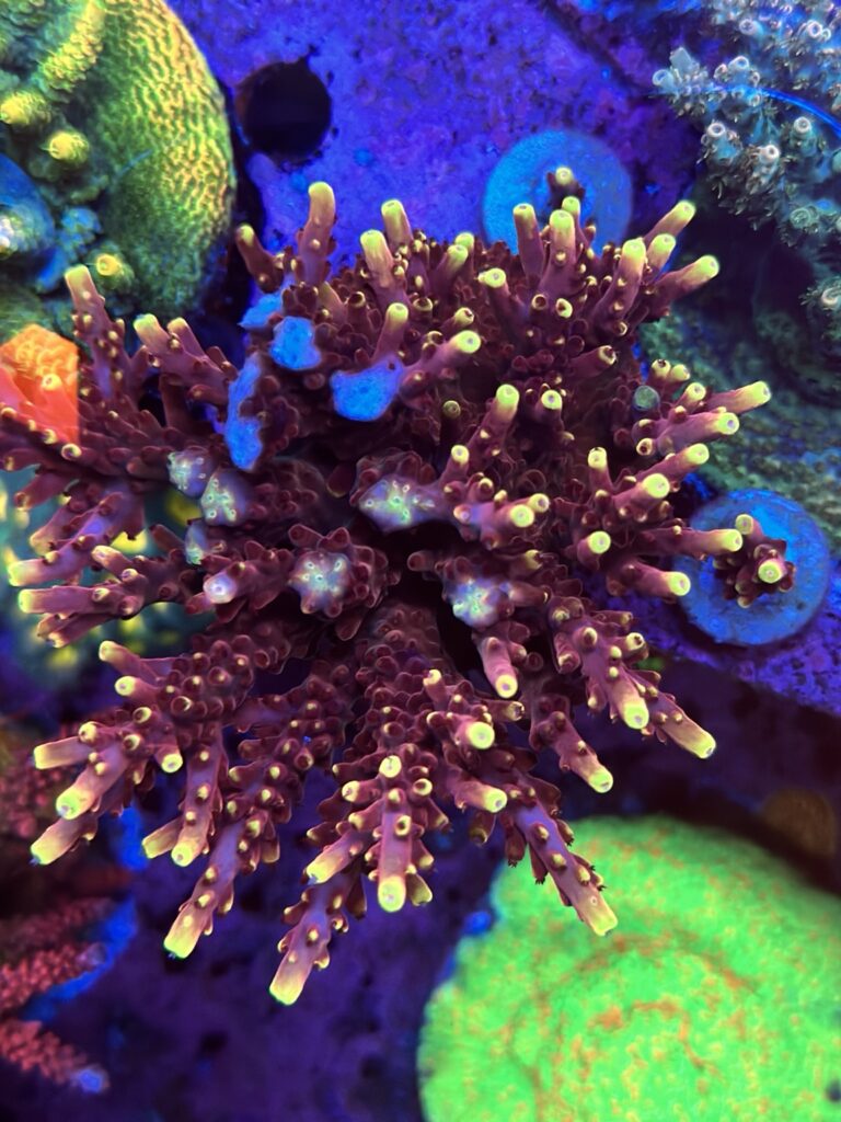 CW JF Fox Flame Acropora mother colony
