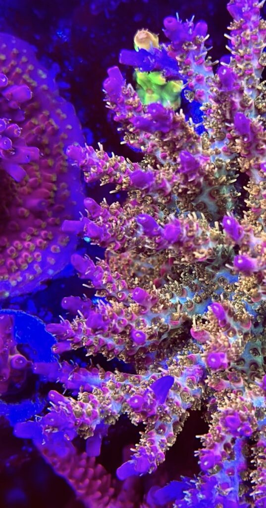 POTO Kingdom Hearts Acropora mother colony – CoralWiz