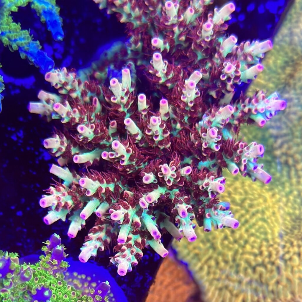 CW Red Devil Acropora mother colony