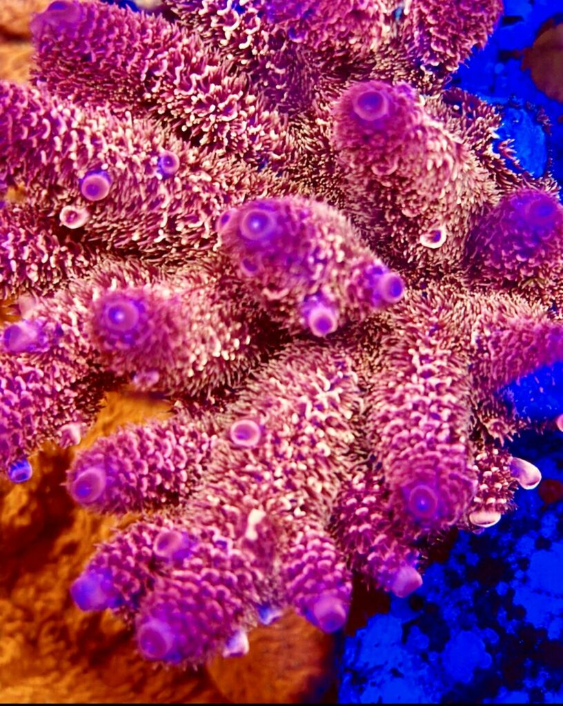 SBB Heisenberg Spathulata Acropora Mother colony -Coralwiz