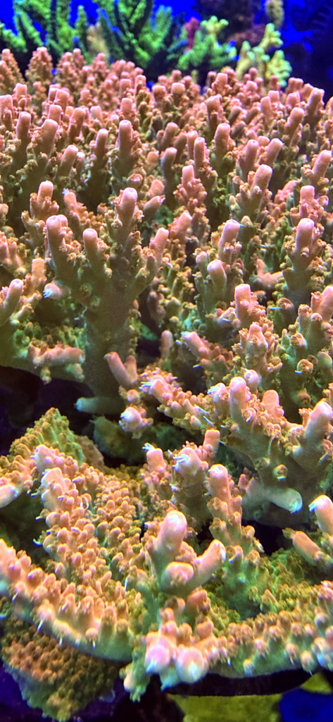 TGC Orange Creamsicle Acropora colony close-up – CoralWiz