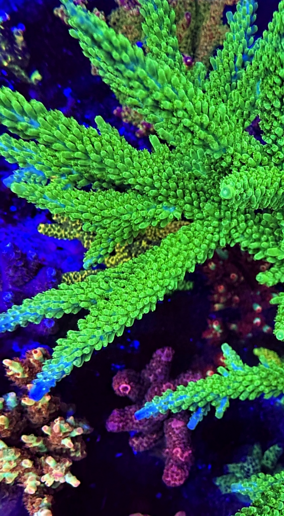 Tyree Lime in the Sky Acropora mother colony – CoralWiz