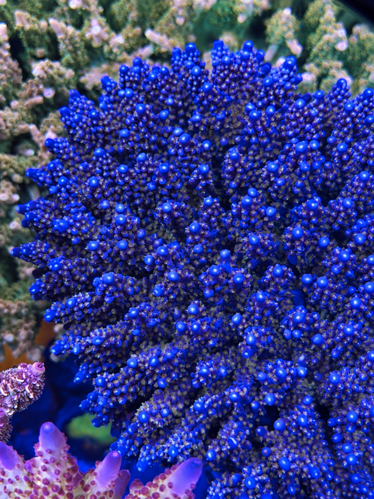 POTO Dragon Rider Acropora mother colony – CoralWiz