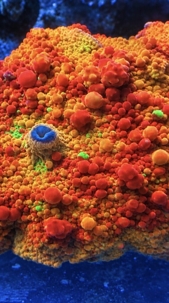 CW Bubble Bounce mother colony