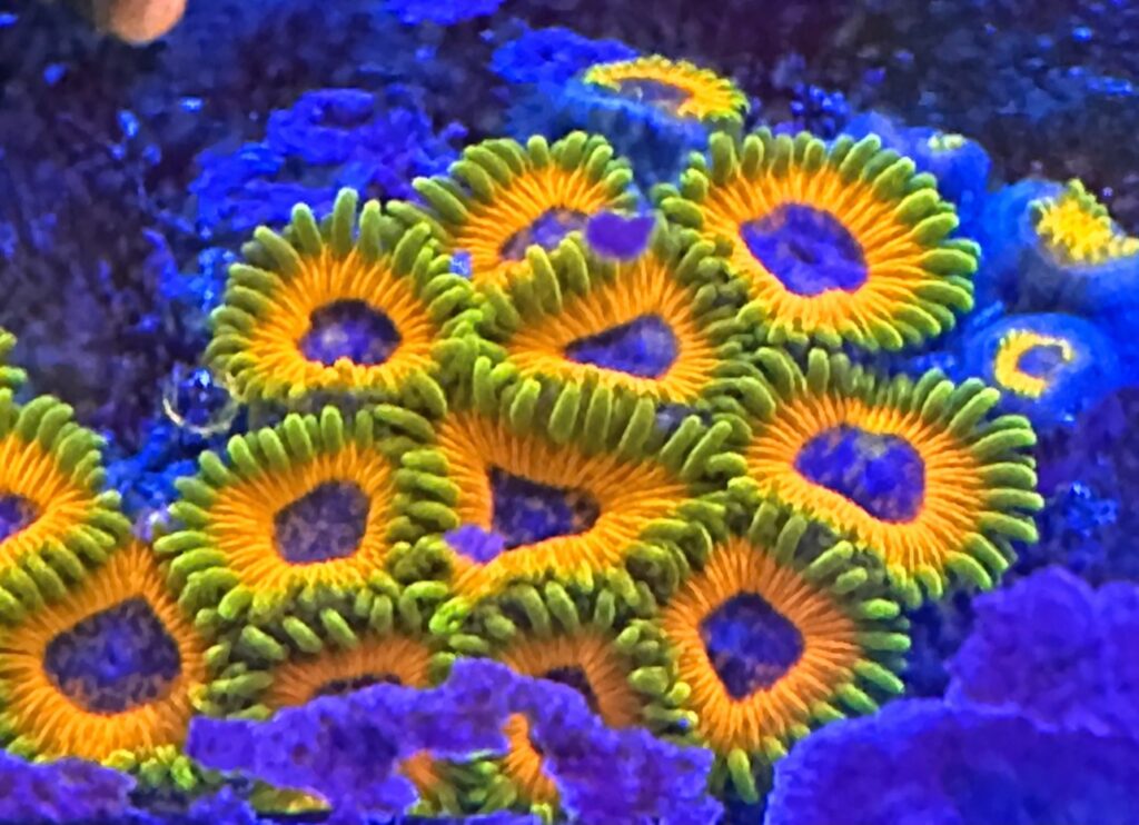 Great Owl Zoanthid mother colony