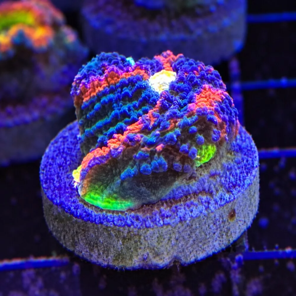 CW Flaming Bugatti Chalice WYSIWYG frag