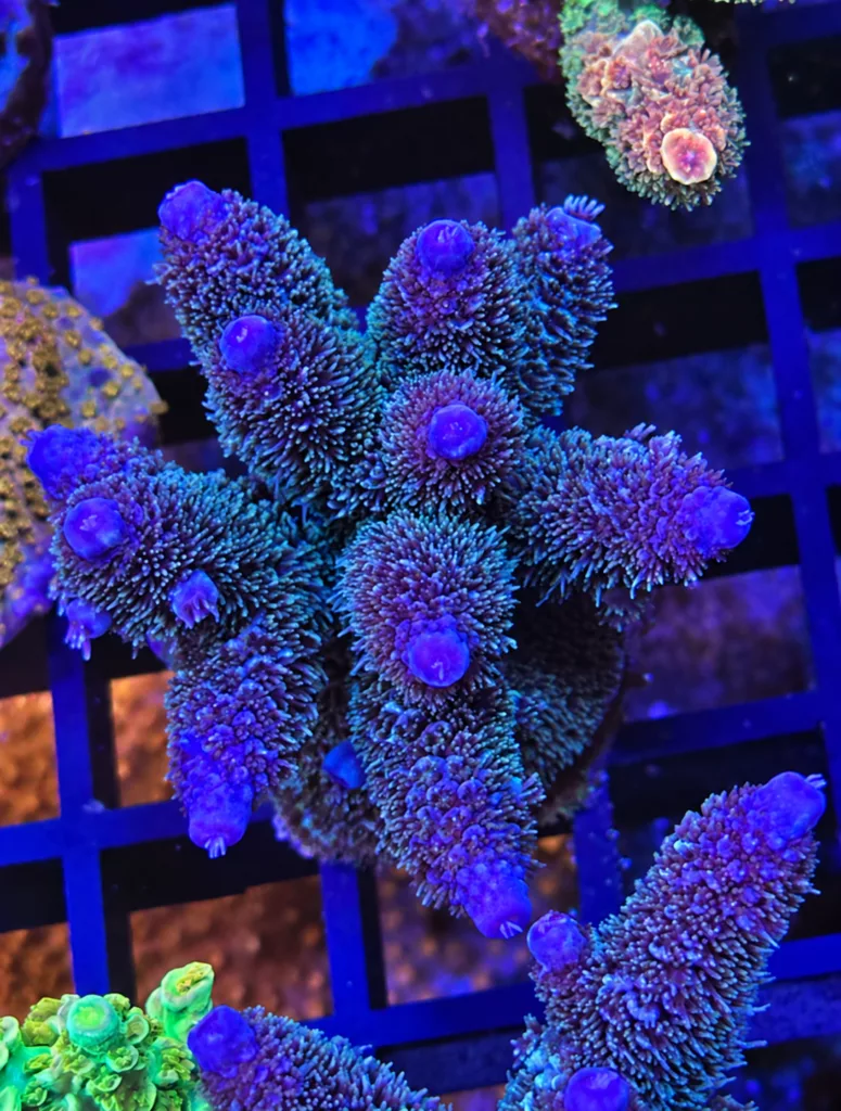 CW Raising Reefs Blue Flame Acropora mother colony
