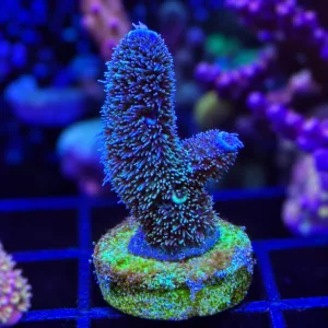CW RaisingReef Blue Flame WYSIWYG frag