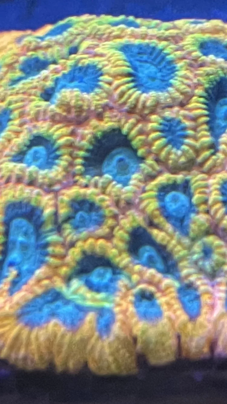 CW TGC Favia of the Gods mother colony