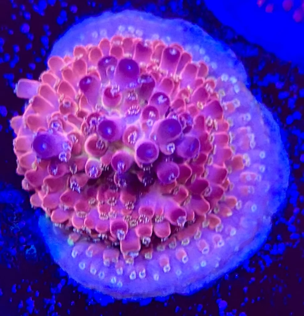 CW POTO Flamethrower Acropora frag