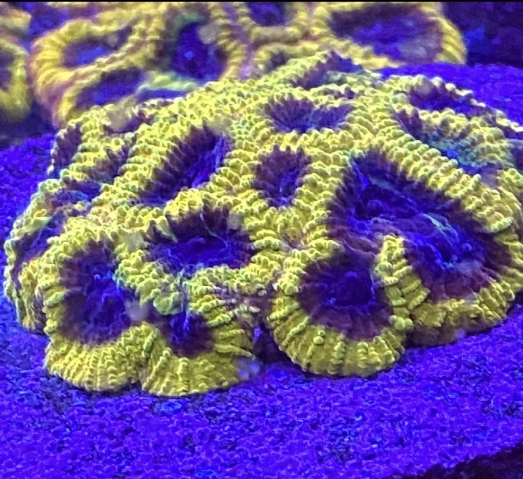 CW TGC Wolverine Favia mother colony