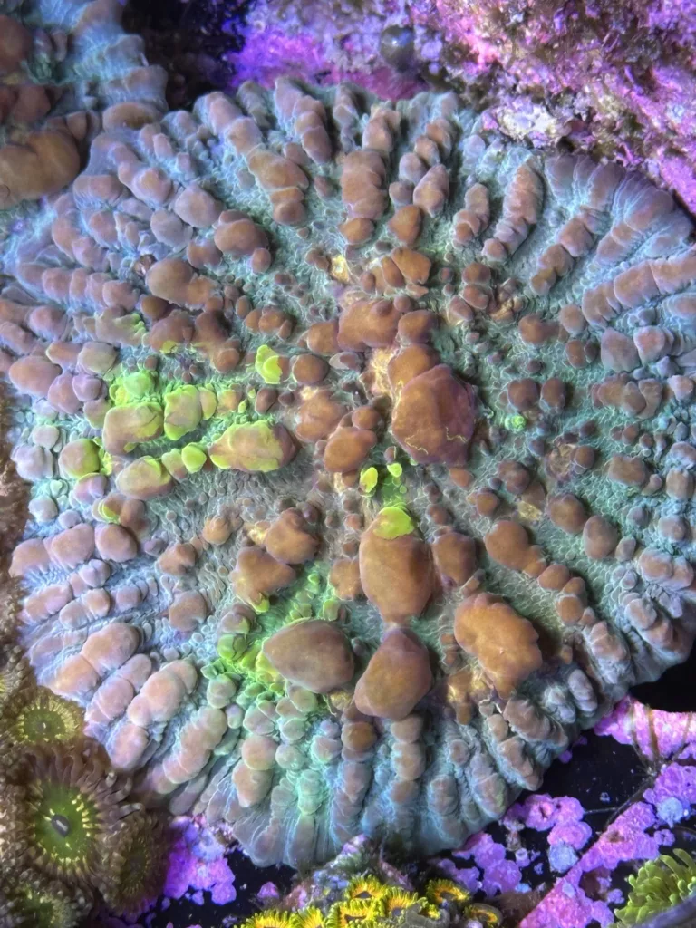 CW WWC Cosmic Candy Bounce Chalice mother colony – CoralWiz