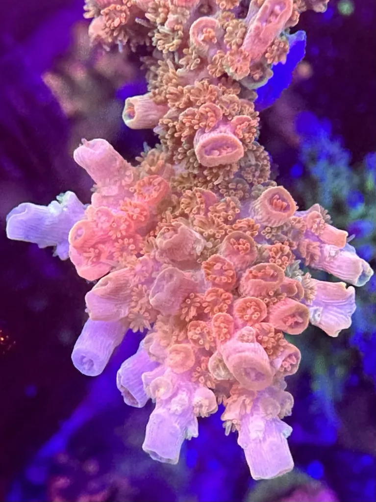 CW TSA Bill Murray Acropora mother colony close-up