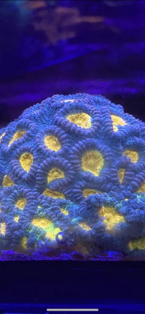 CW Favia Pot of Gold mother colony