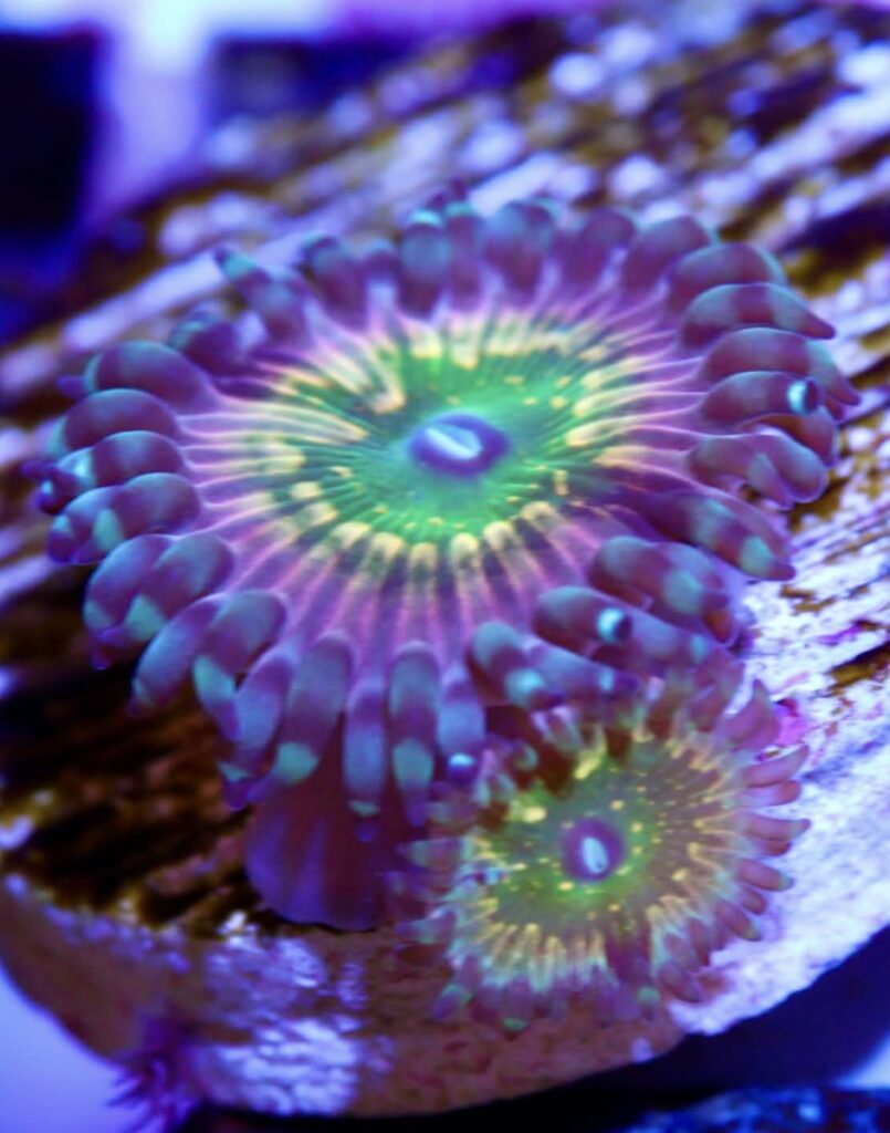 CK Monsters Inc Zoanthid mother colony