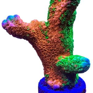 CW WWC Contraband Digitata WYSIWYG coral frag