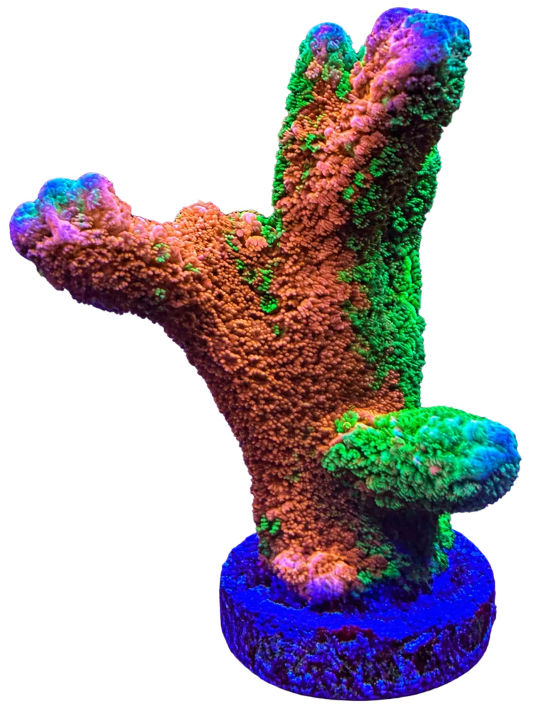CW WWC Contraband Digitata WYSIWYG coral frag