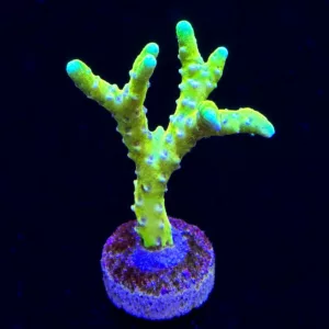CW RRC Goldenrod Anacropora WYSIWYG frag