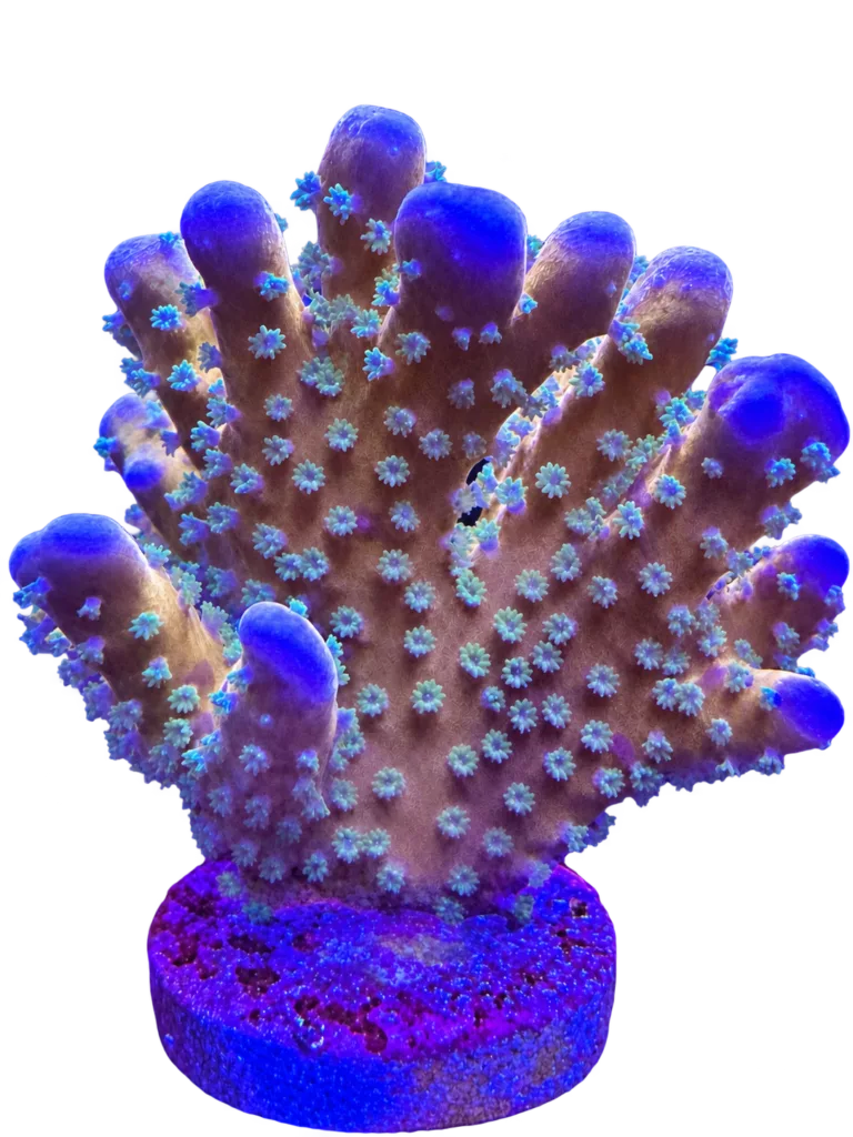 CW RRC Tropicana Anacropora WYSIWYG