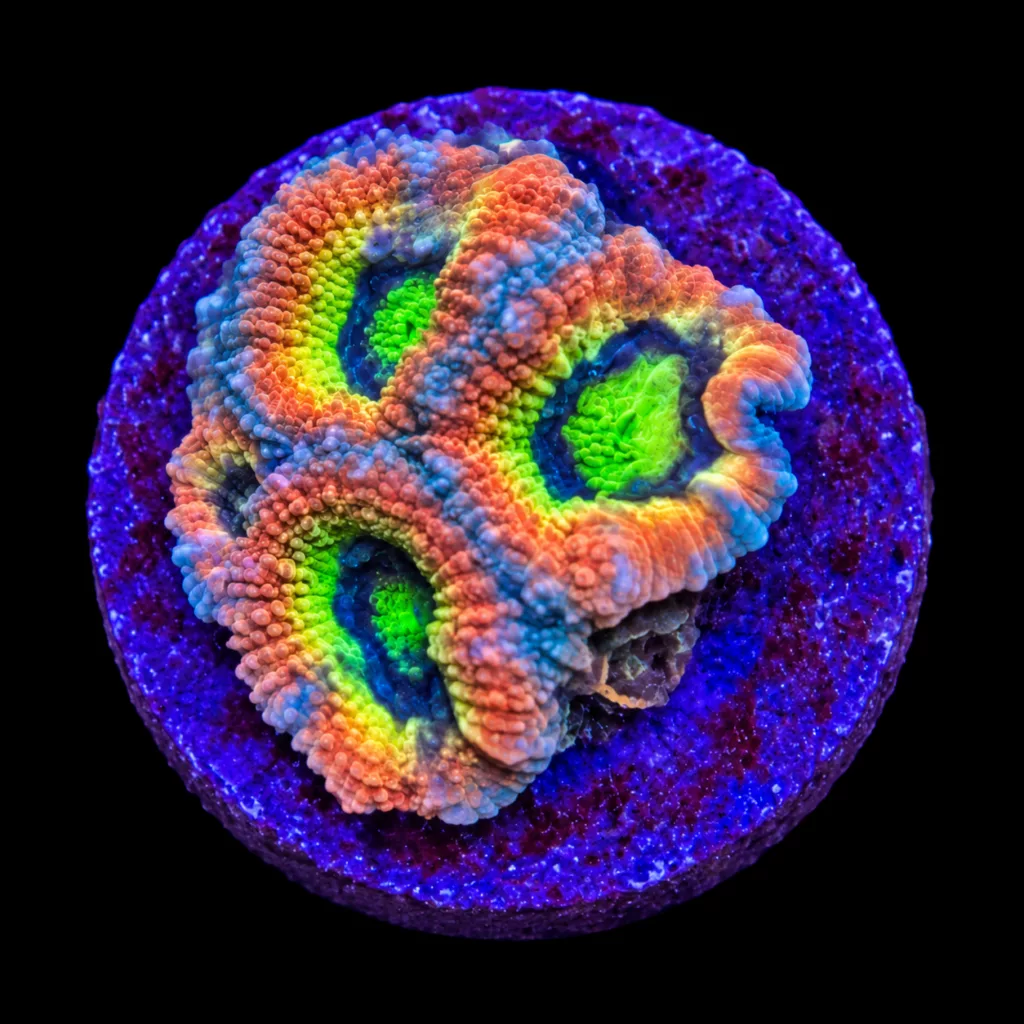 CW Holy Grail Micromussa WYSIWYG four-head colony