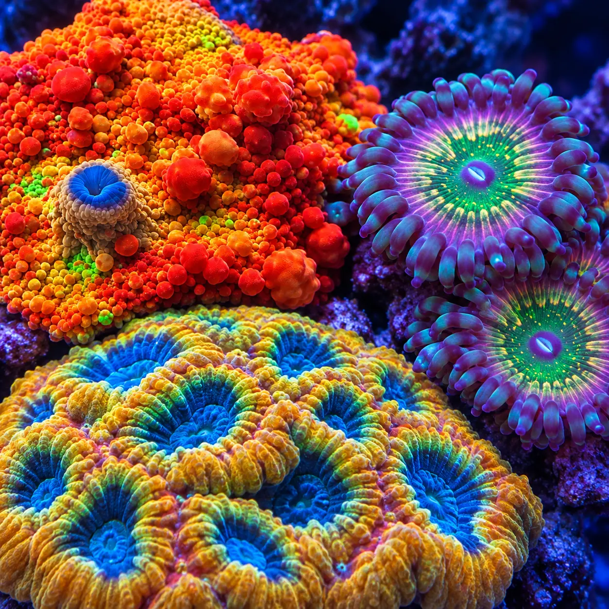 LPS, Zoas & Mushrooms