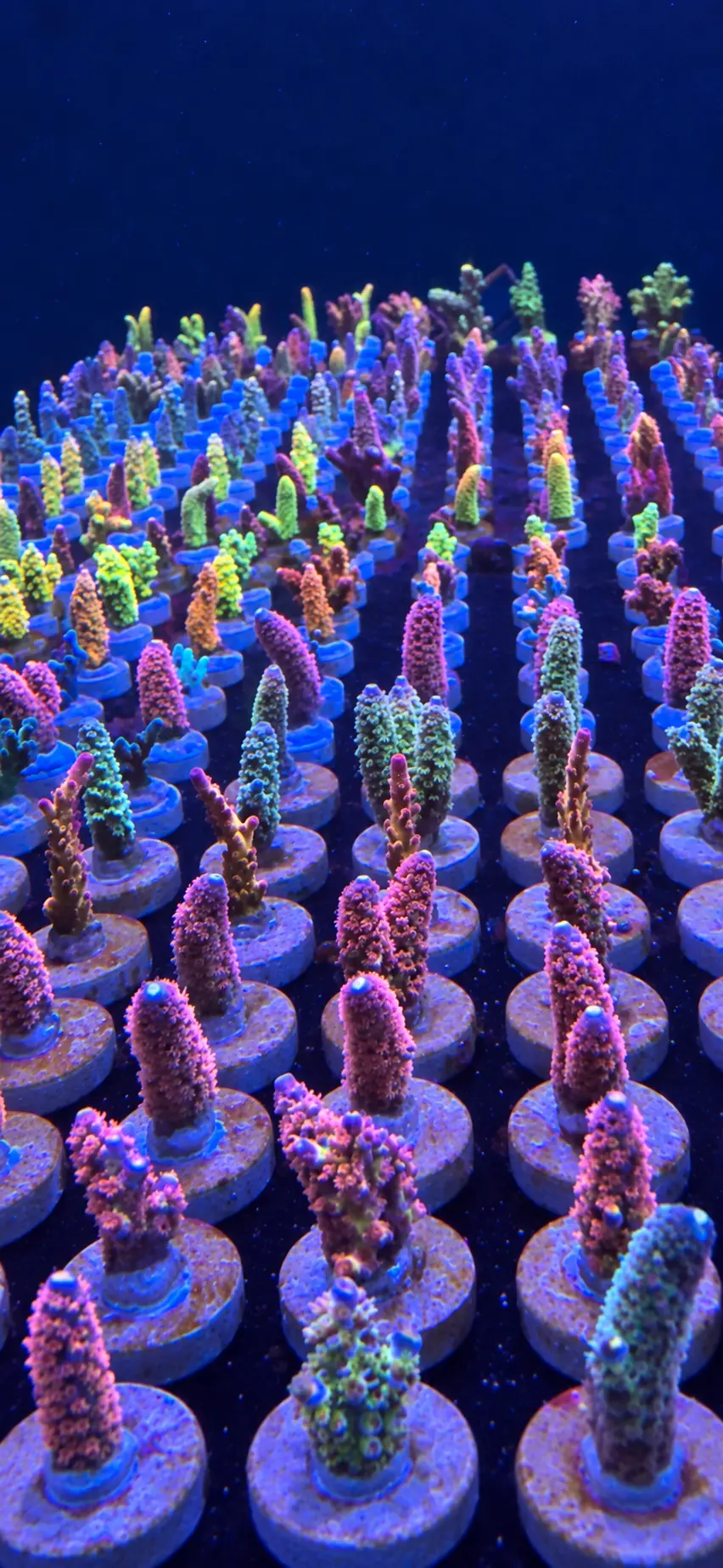 Shop Corals